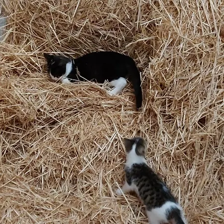 Apartament Grosses Ihlow (Aurich)