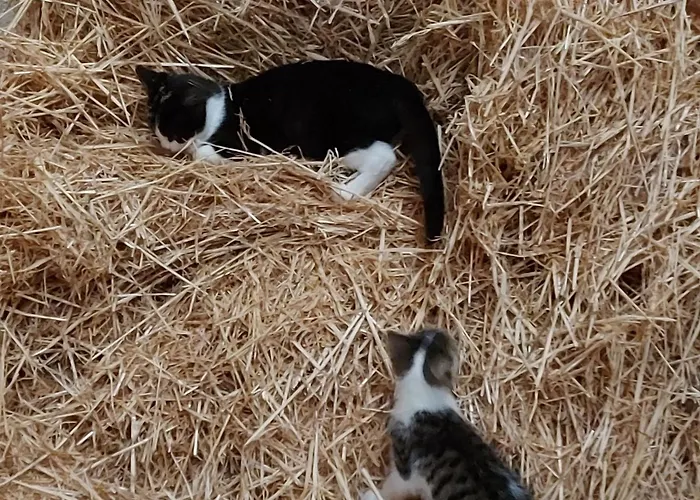 Appartement Grosses Ihlow (Aurich)